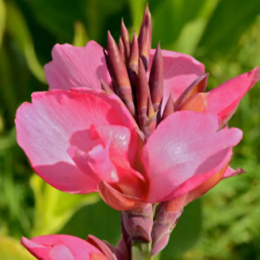 CANNA 'Tropical rose'