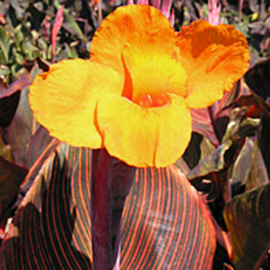 CANNA 'Tropicanna'Â®