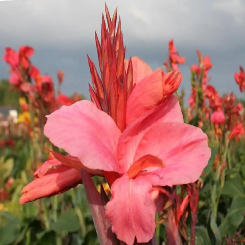 CANNA 'Willem Pride'