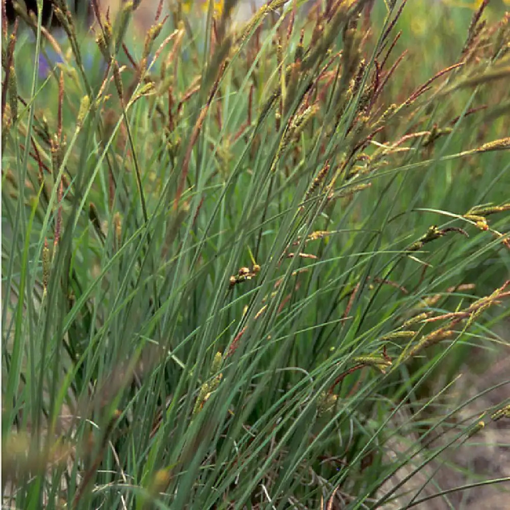 CAREX acutiformis