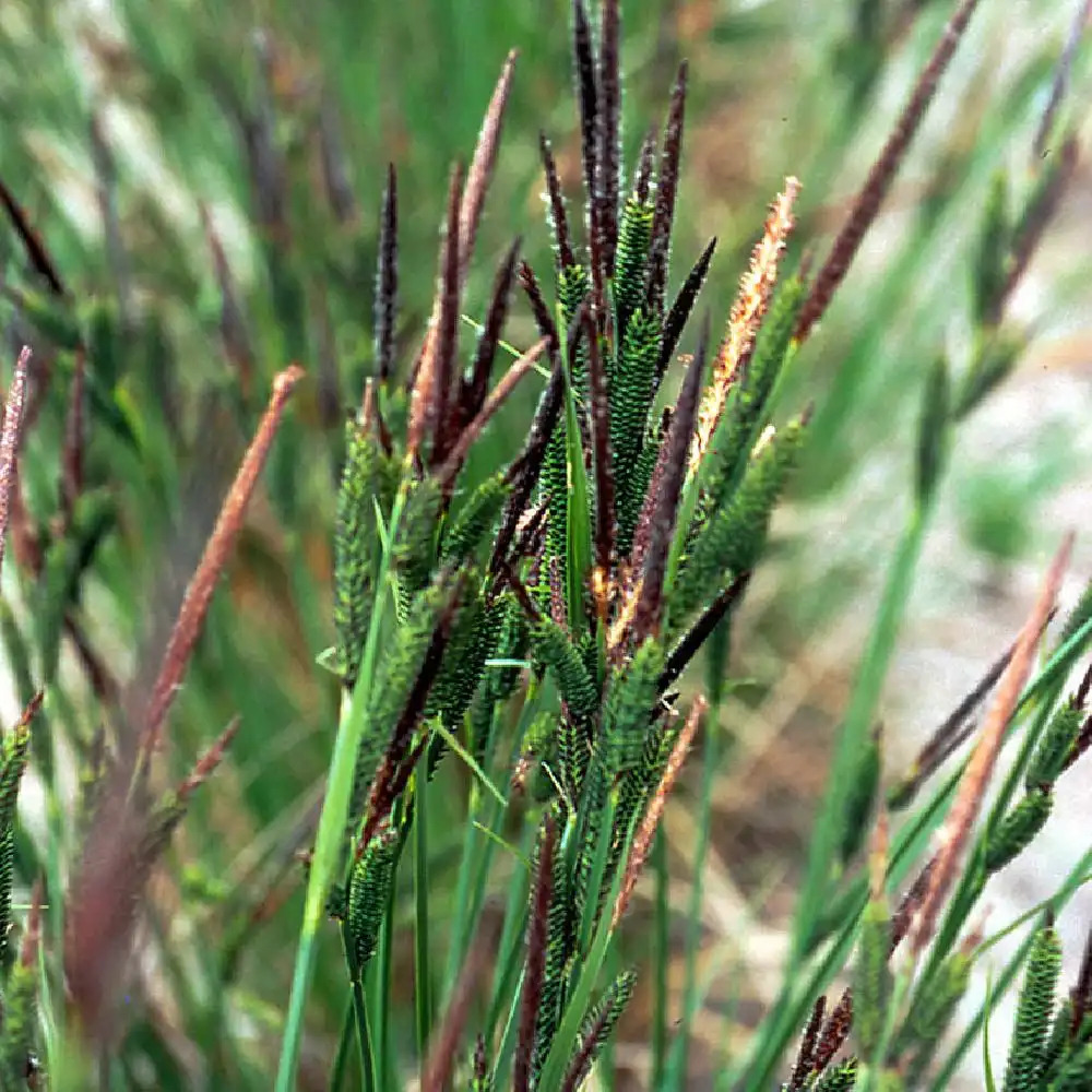 CAREX acutiformis