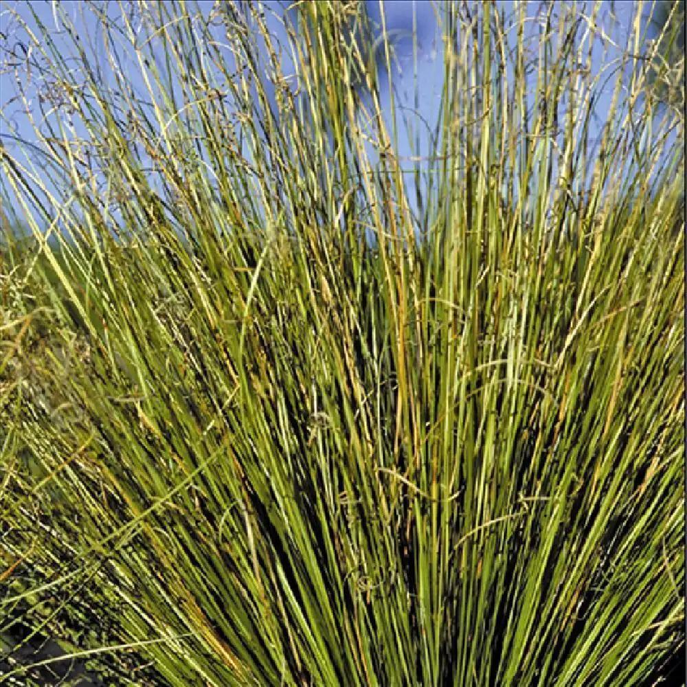 CAREX buchananii viridis 'Green Twist'