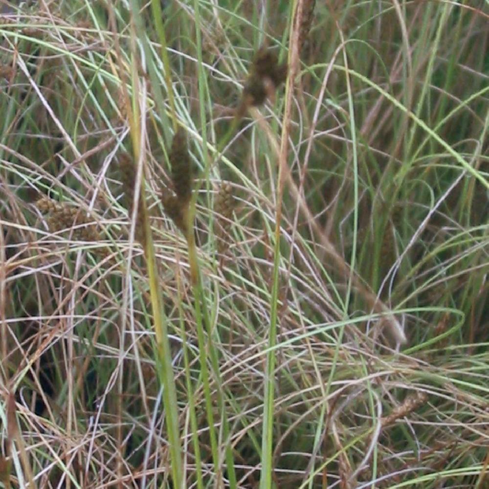 CAREX buchananii 'Viridis'