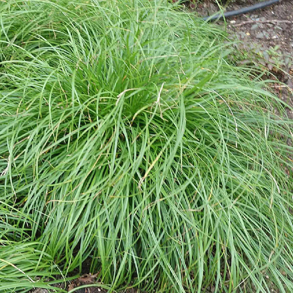 CAREX caryophyllea 'The Beatles'