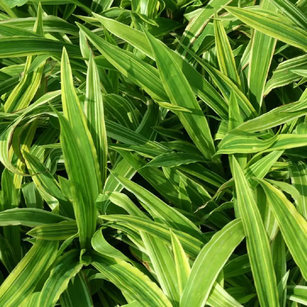 CAREX ciliatomarginata 'Shima-nishiki'