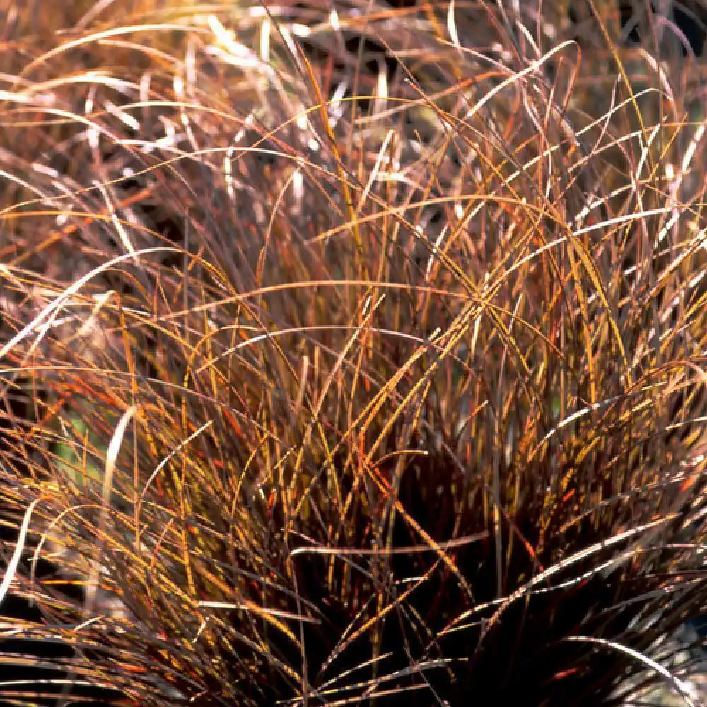 CAREX comans 'Kupferflamme'