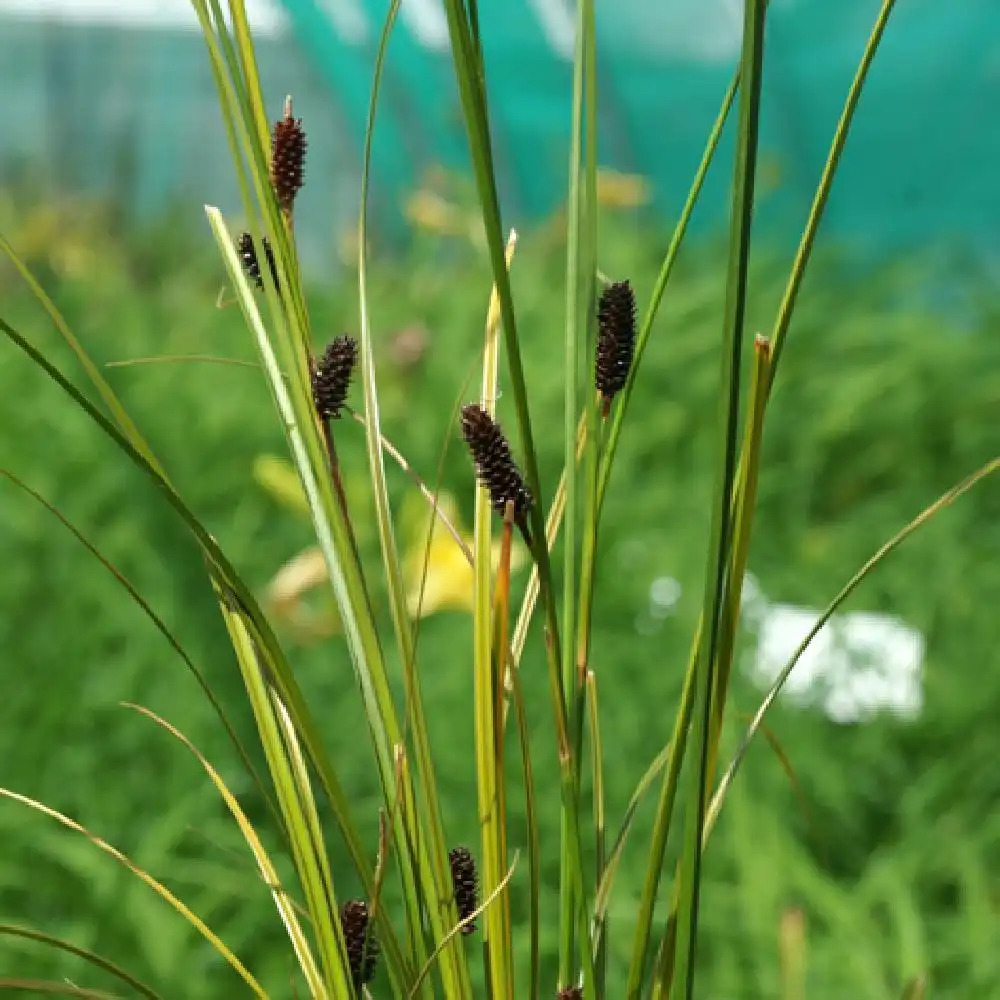 CAREX dipsacea