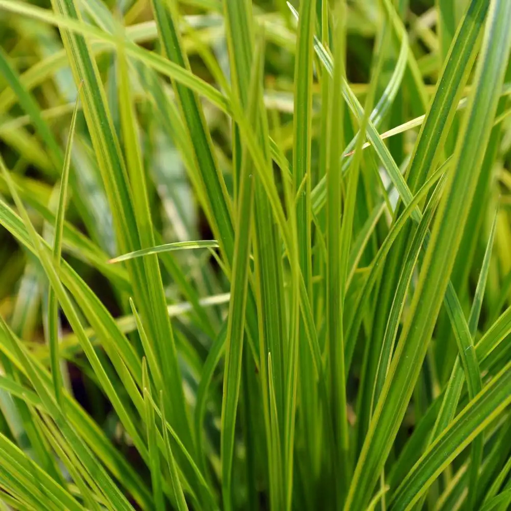 CAREX dolichostachya 'Kaga-nishiki'