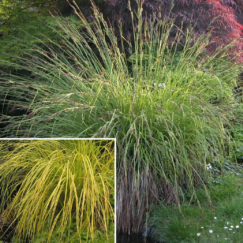 CAREX elata 'Aurea'
