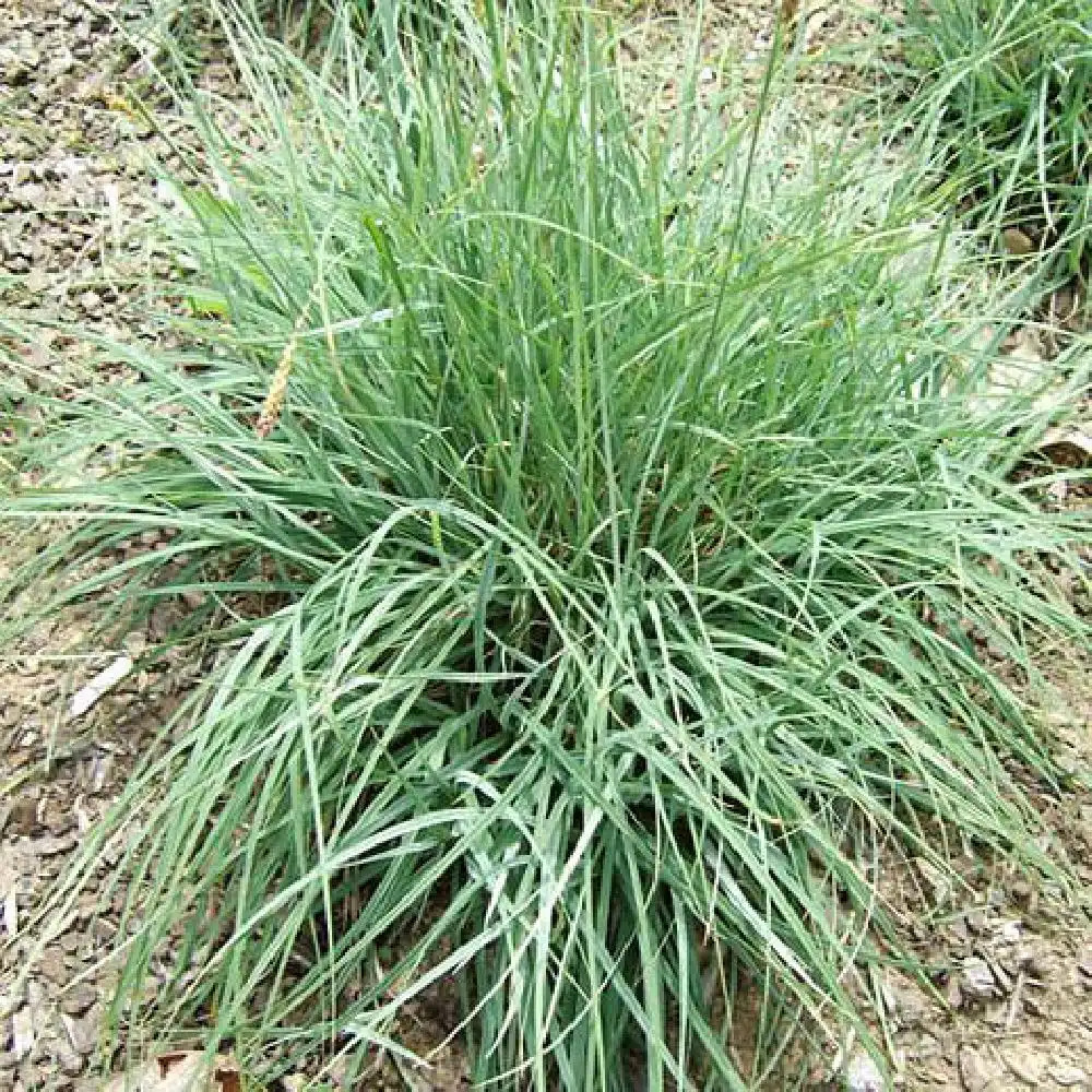 CAREX flacca 'Blue Zinger'