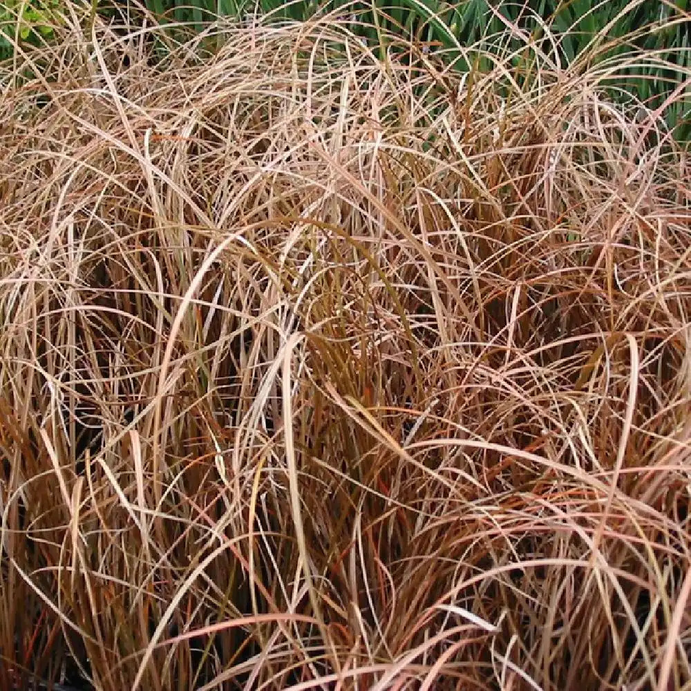 CAREX flagellifera 'Vert Olive'