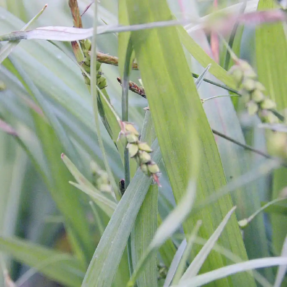 CAREX laxiculmis 'Bunny Blue'