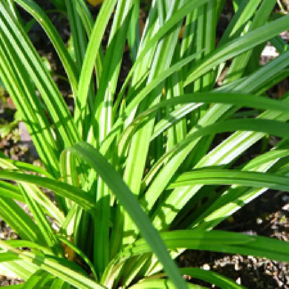 CAREX morrowii ssp. foliosissima 'Irish Green'
