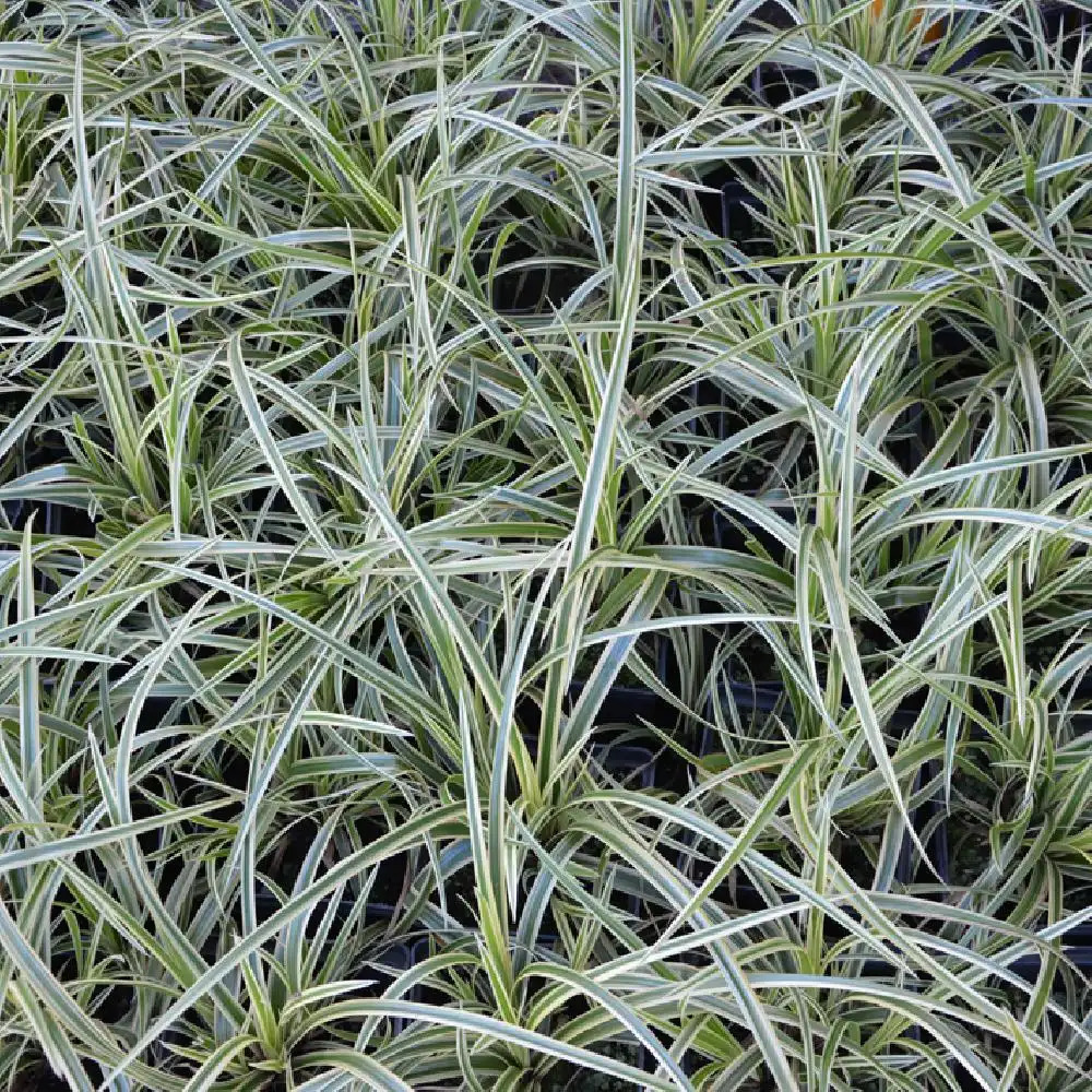 CAREX morrowii 'Ice Dance'