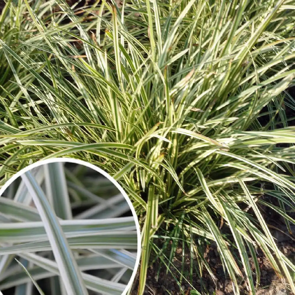 CAREX morrowii 'Vanilla Ice'