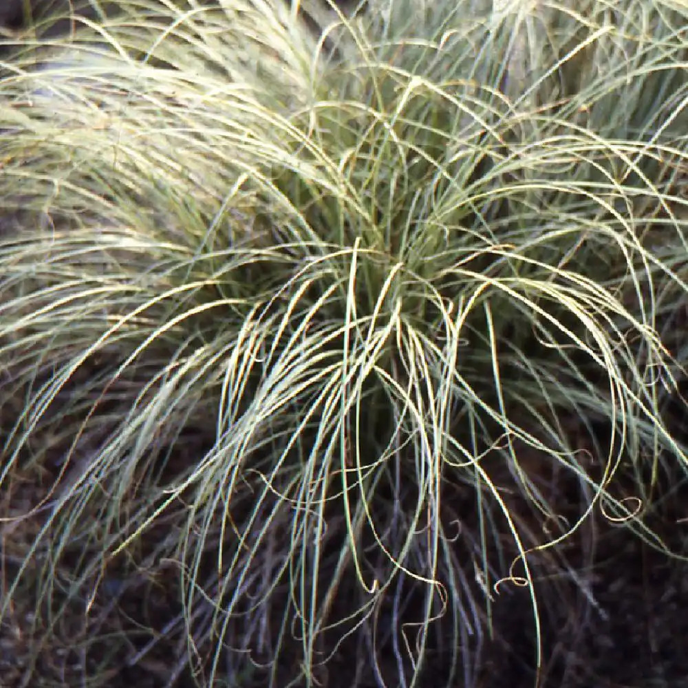 CAREX montana