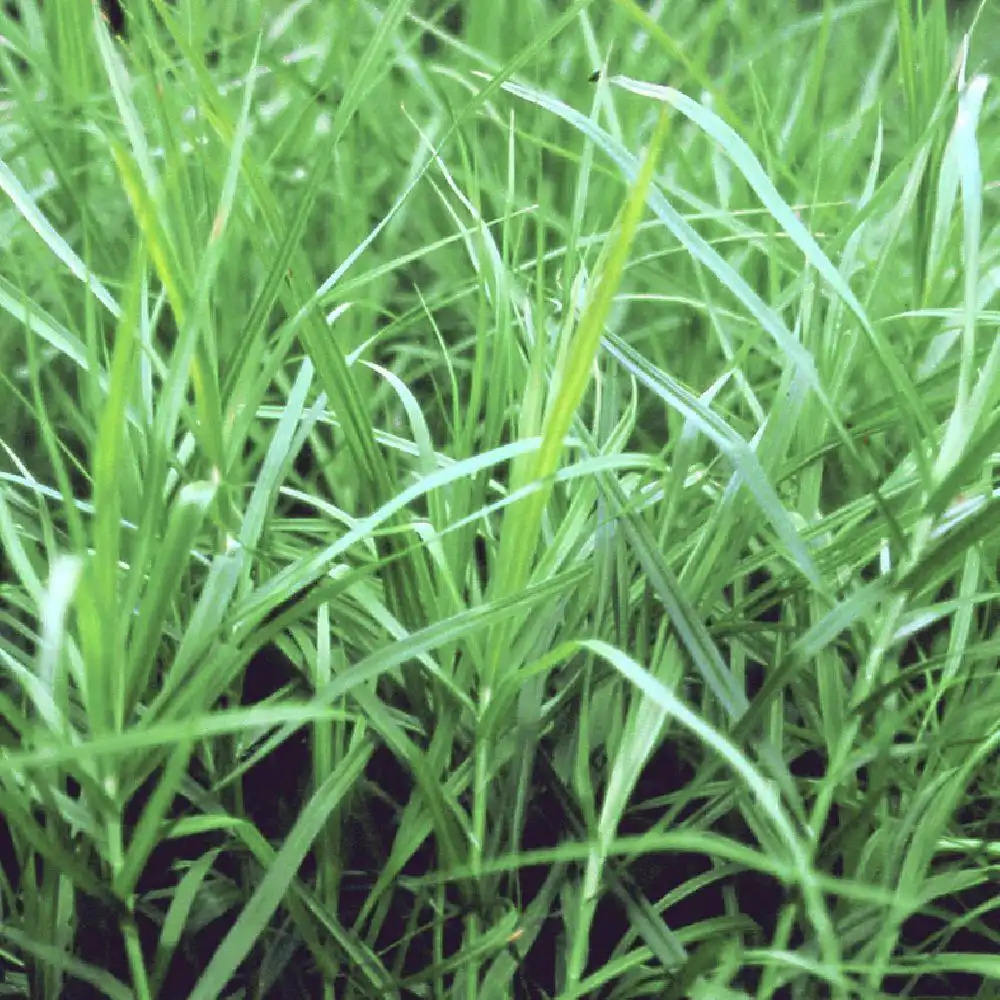 CAREX muskingumensis