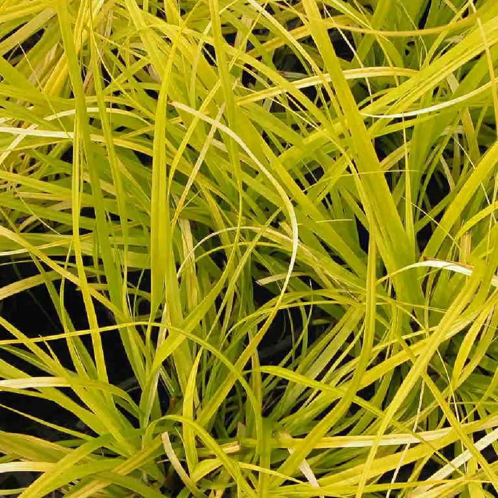 CAREX oshimensis 'Everillo'
