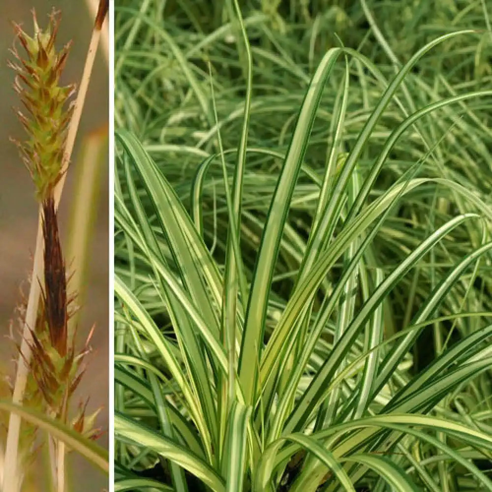 CAREX oshimensis 'Evergold' (C. hachijoensis)