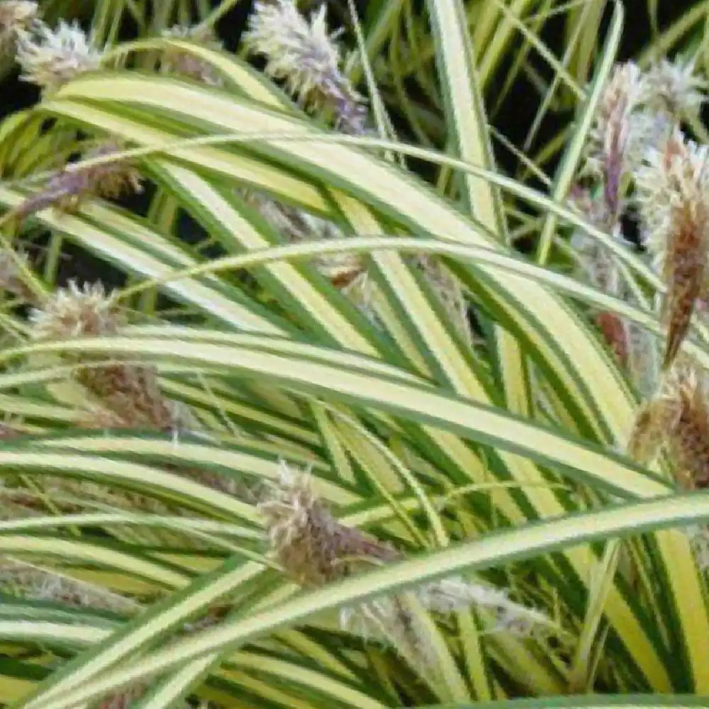 CAREX oshimensis 'Maxigold'