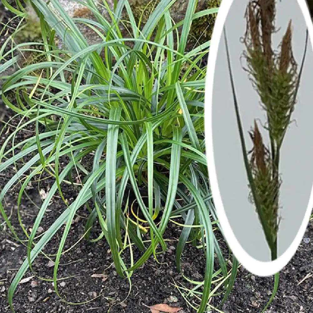 CAREX oshimensis 'Ribbon Falls'