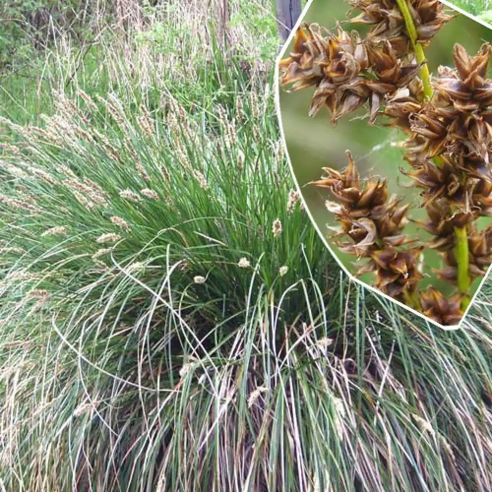 CAREX paniculata.' image 2