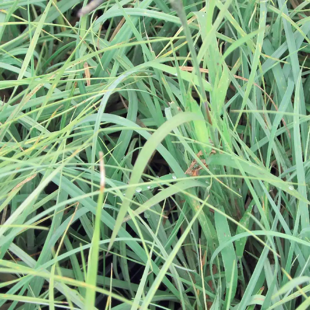 CAREX panicea