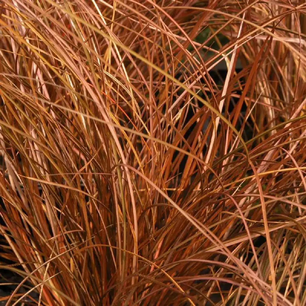 CAREX petriei 'Chocolate Milk'(comans 'Milk Choco