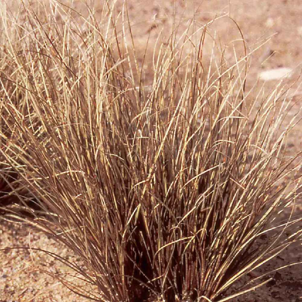 CAREX petriei