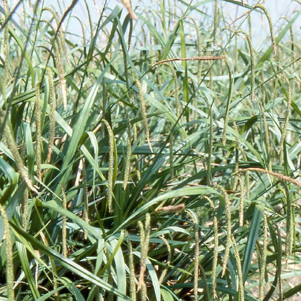 CAREX pendula