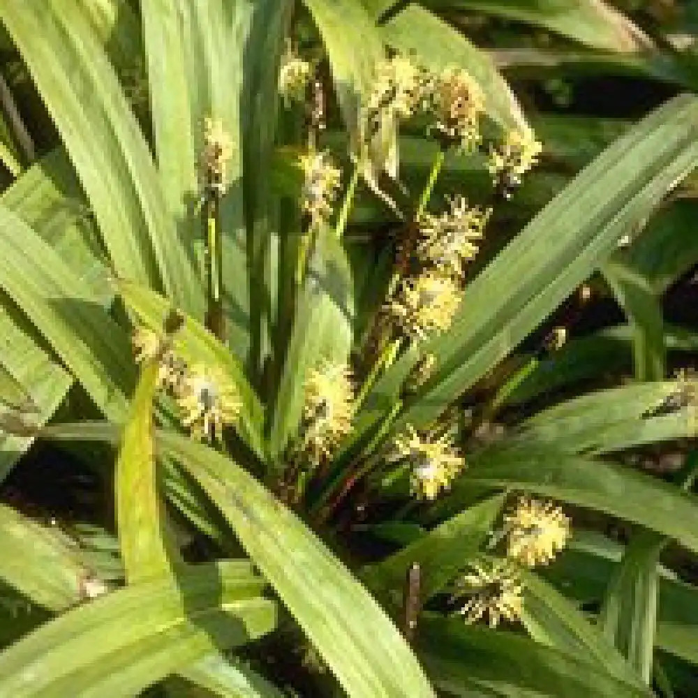 CAREX plantaginea