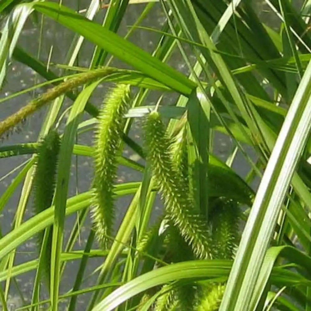 CAREX pseudocyperus