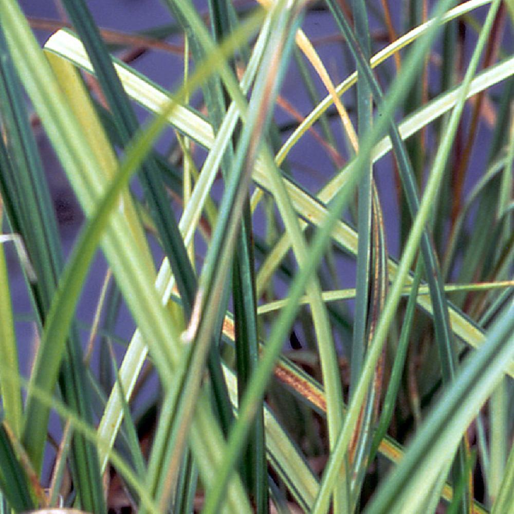 CAREX riparia 'Variegata'