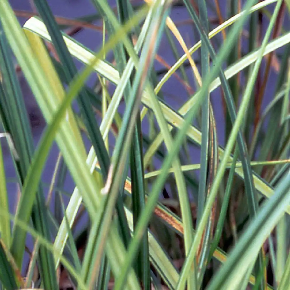 CAREX riparia 'Variegata'