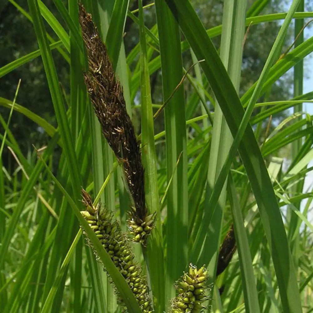 CAREX riparia