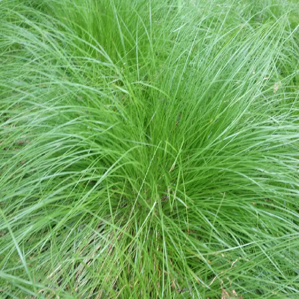 CAREX rosea