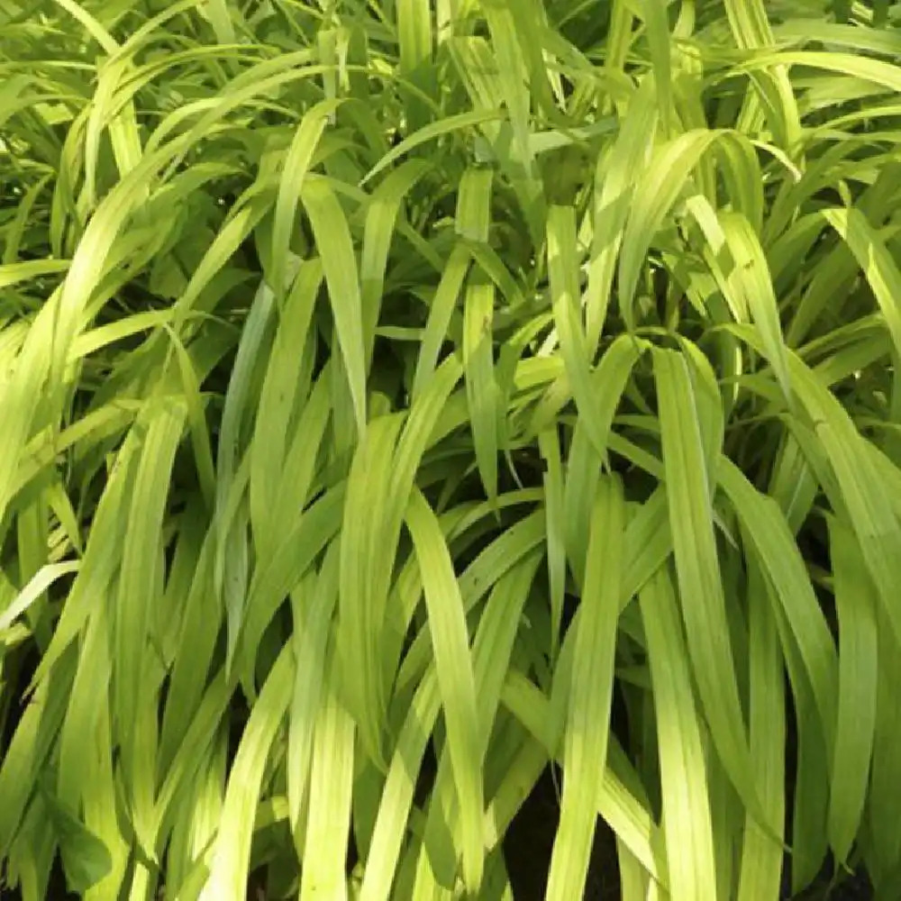 CAREX siderosticha 'Lemon Zest'