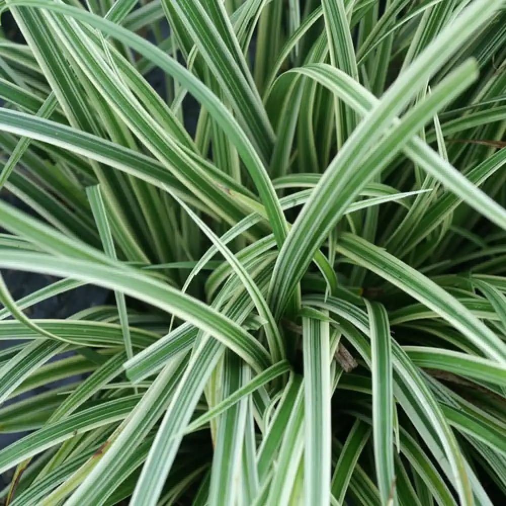 CAREX 'Silver Sceptre'