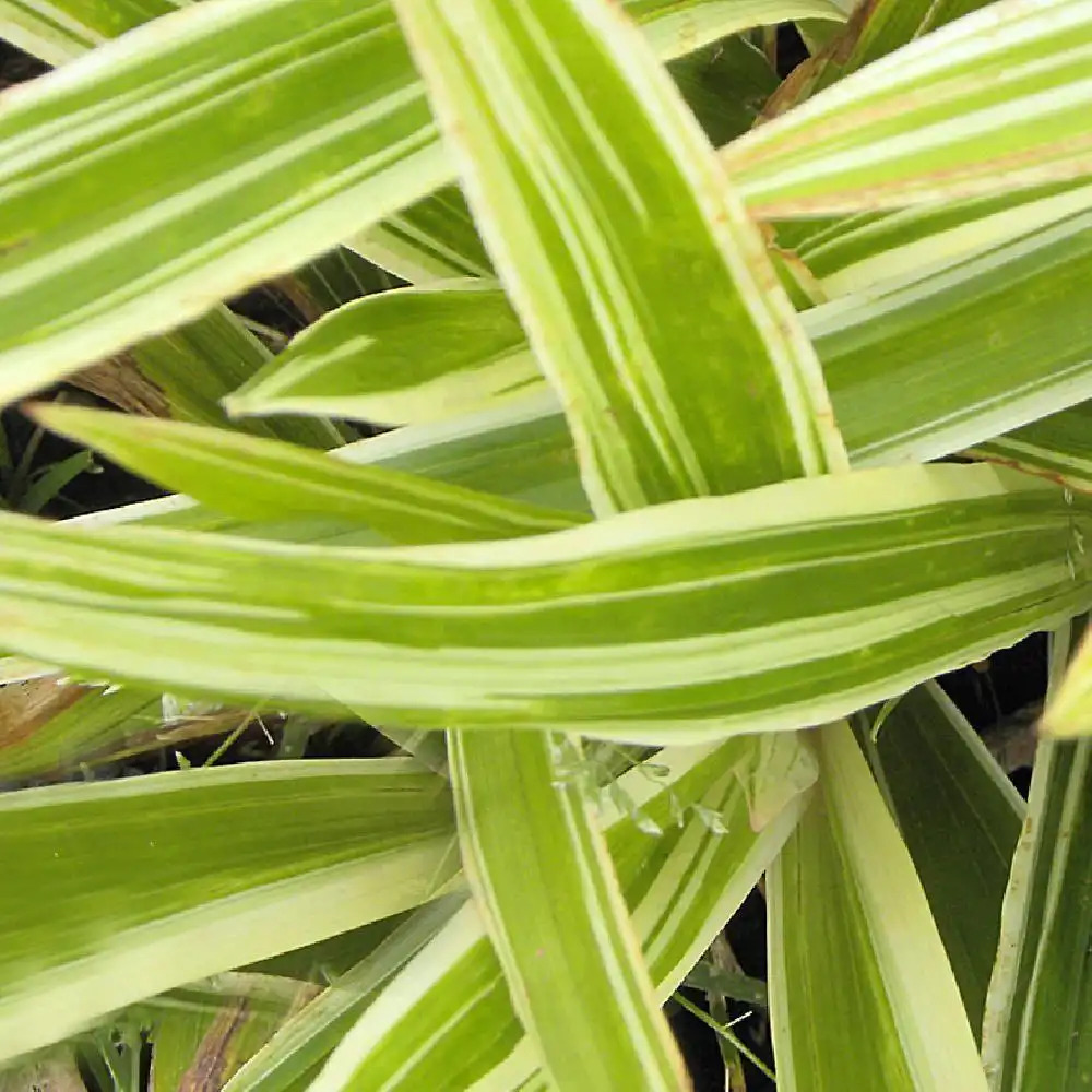 CAREX siderosticha 'Variegata'