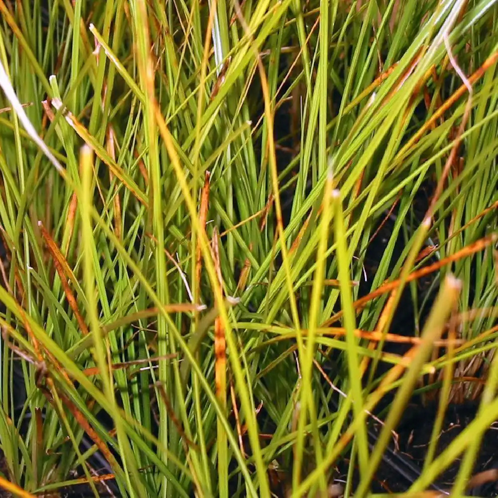 CAREX solandri