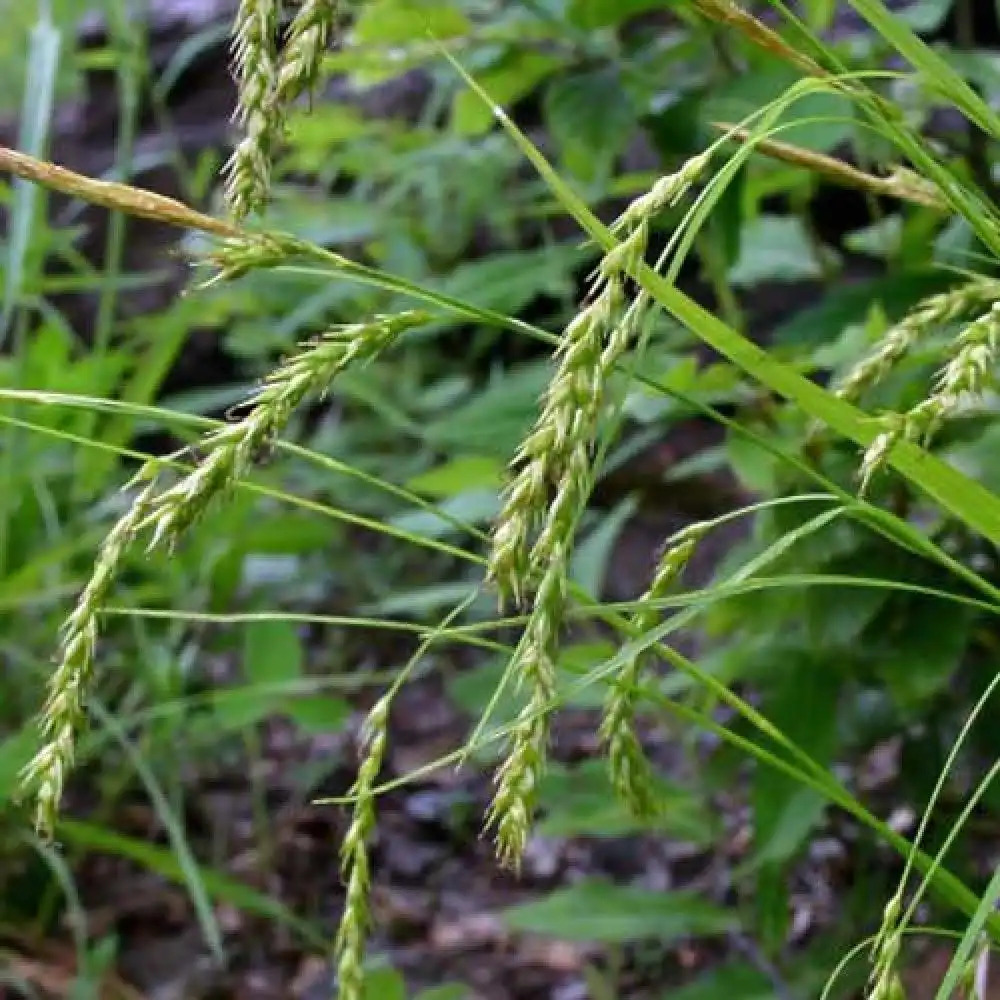 CAREX sylvatica