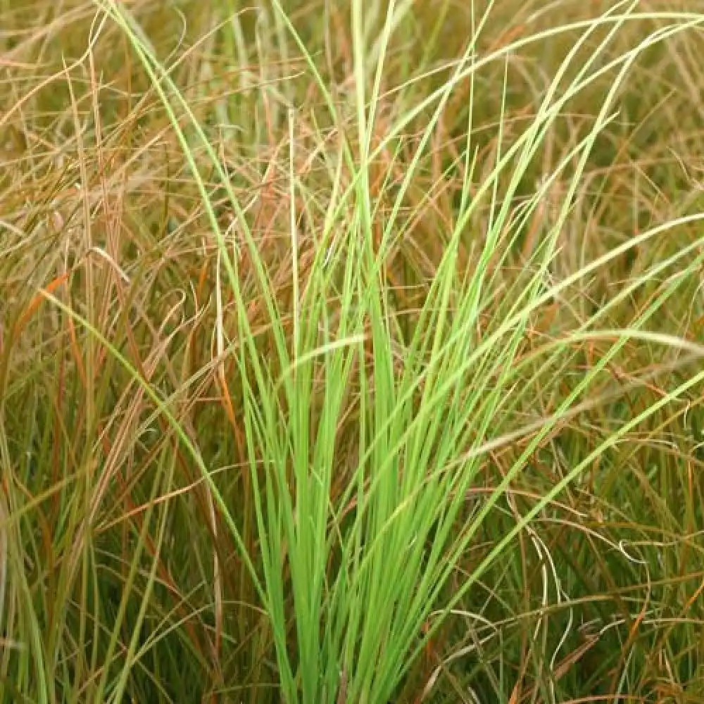 CAREX testacea 'Limeshine'