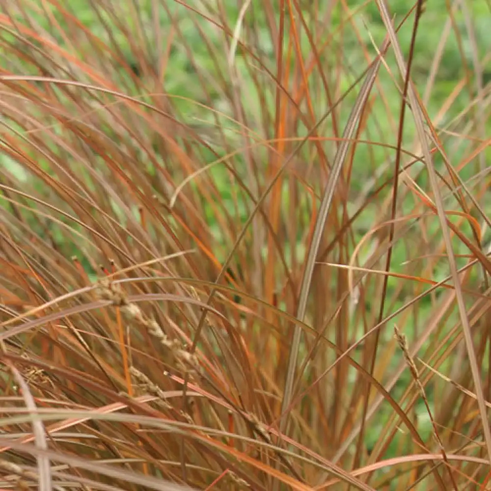 CAREX tenuiculmis