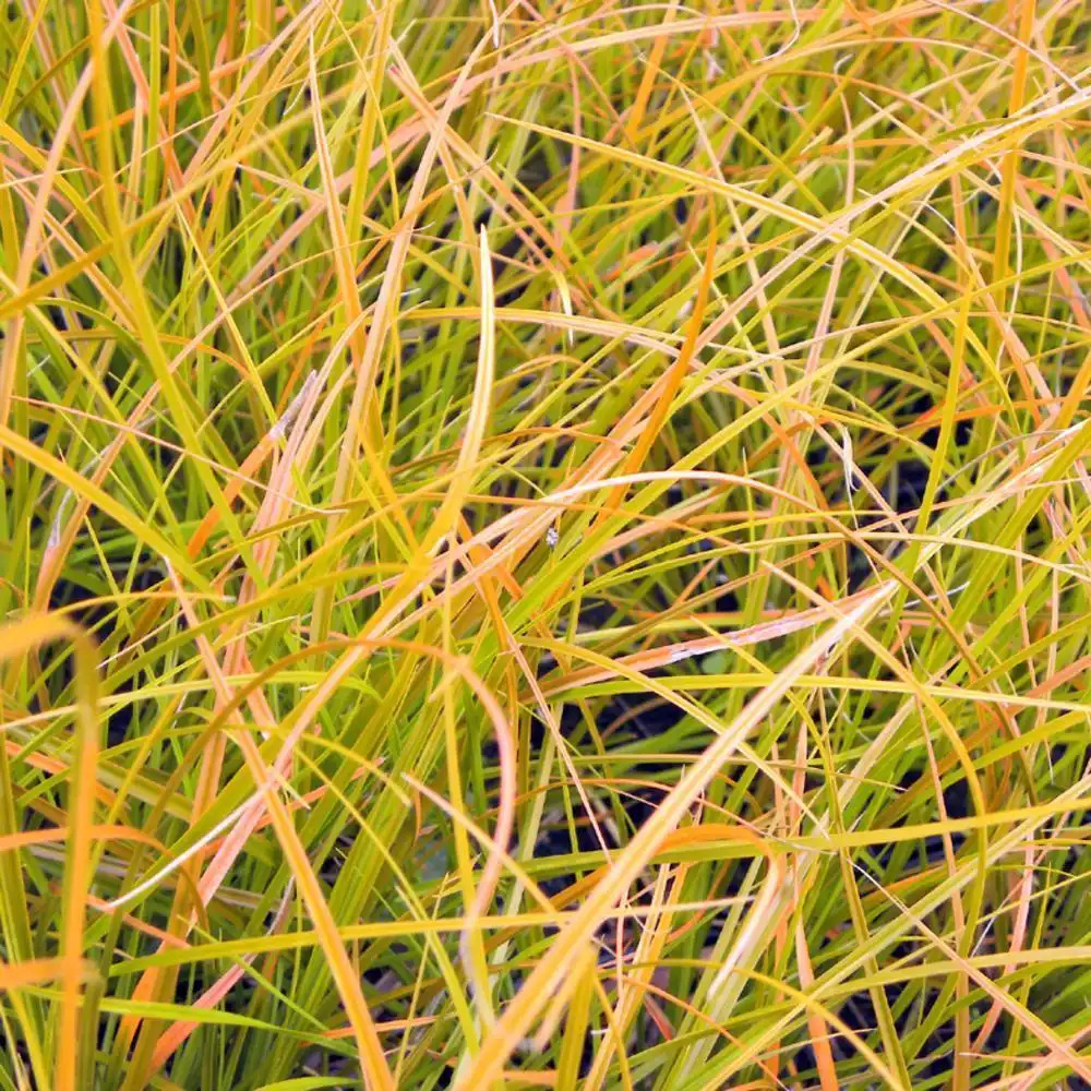 CAREX testacea