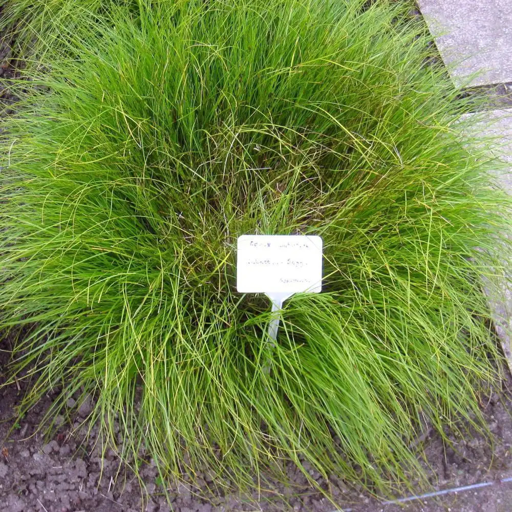 CAREX umbrosa