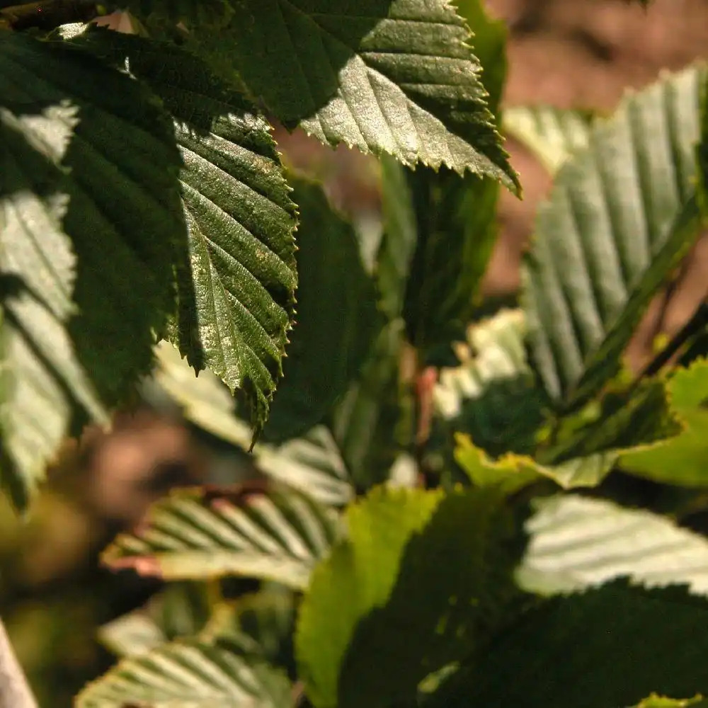 CARPINUS betulus 'Fastigiata'