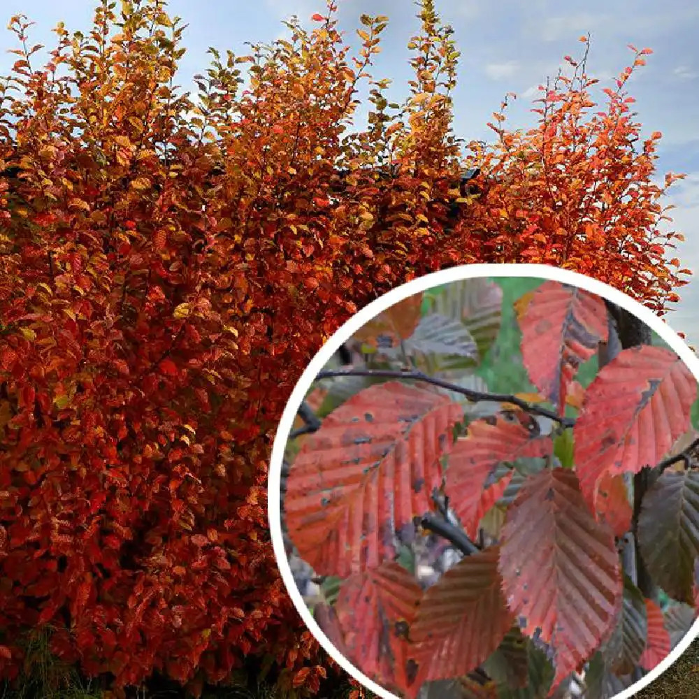 CARPINUS betulus 'Orange Retz'