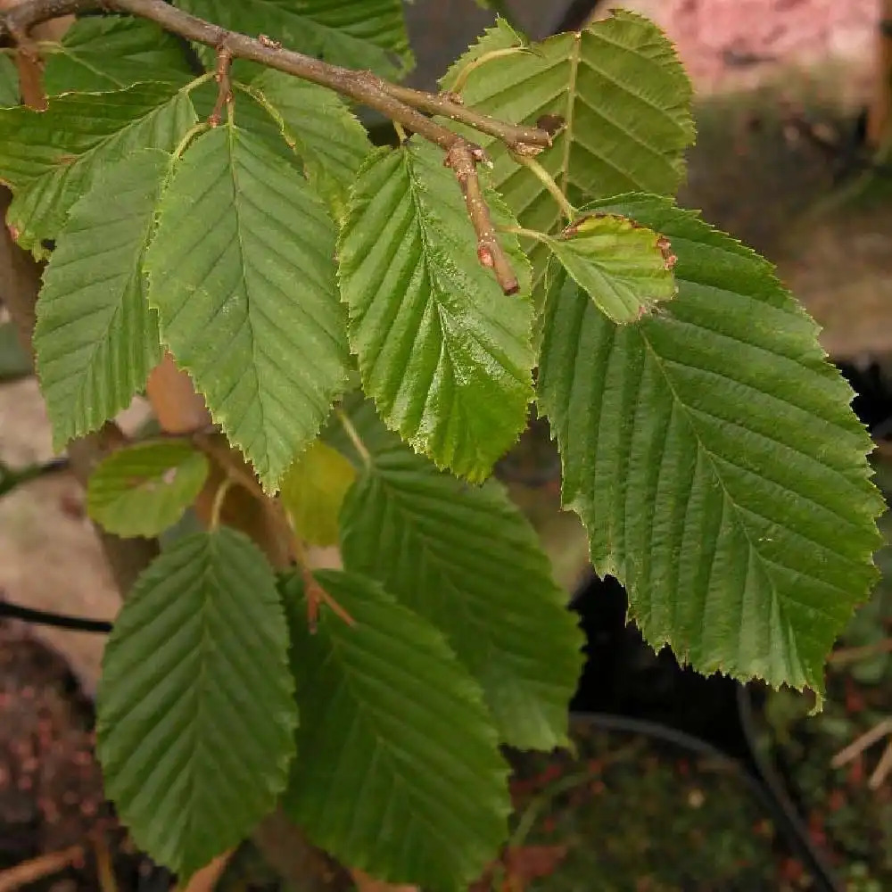 CARPINUS betulus 'Pendula'