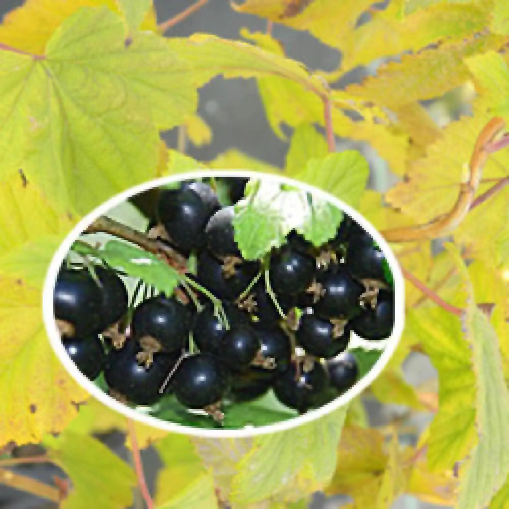 3 Cassissiers (Ribes Nigrum) – Hauteur 25-40 Cm, Pot 9 Cm – Plantes Fruitières Rustiques – Pour Confiture, Gelée, Jus