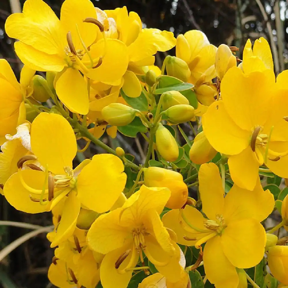 CASSIA x floribunda